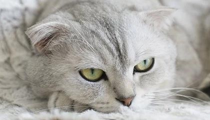 姆巴佩这场不只进球,低位单打的细节才是答案:一秒表情暴露了